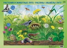 Плакат "Растения и животные луга. Расліны і жывелы лугу"