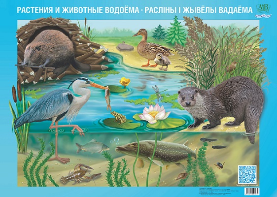 Плакат "Растения и животные водоёма. Расліны і жывелы вадаёма"