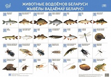 Животные водоёмов Беларуси. Жывёлы вадаёмаў Беларусі (интерактивный плакат)